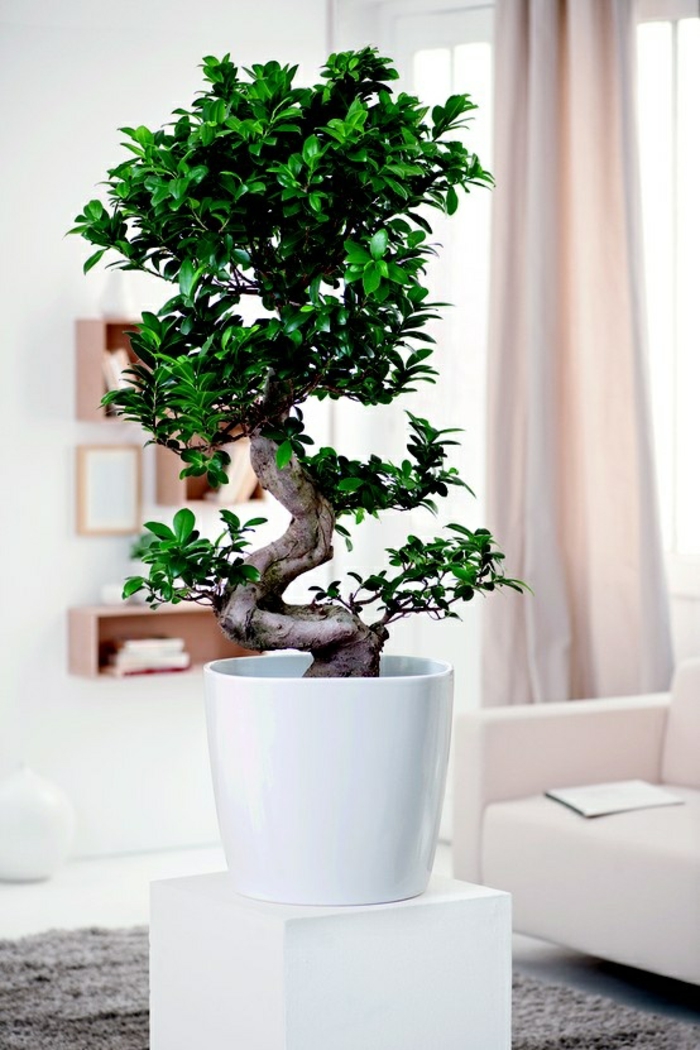 风水室内植物桦木无花果benjamini客厅的想法
