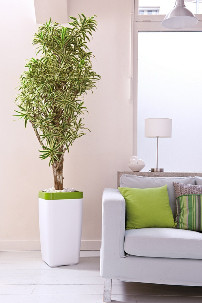 风水室内植物龙血树反射树gerandeter龙树客厅生活的想法