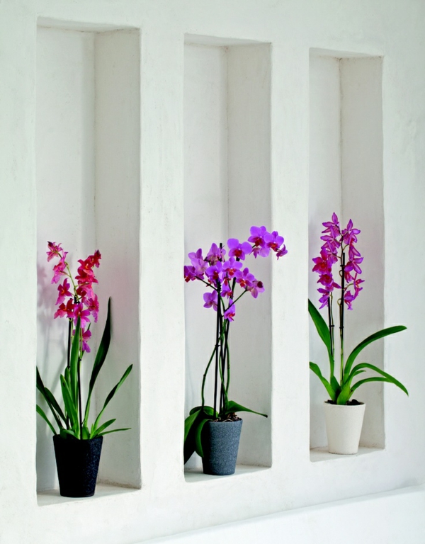 feng shui indendørs planter orkideer potteplanter væg dekoration