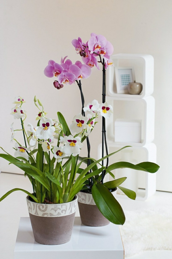 feng shui indendørs planter orkideer potteplanter