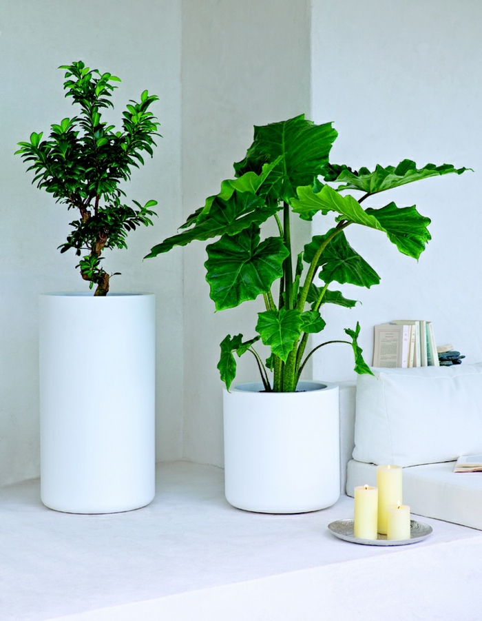 פנג שואי מקורה צמחים קל לטפל רעיונות חיים חיובי אנרגיה בחדר כפות הידיים