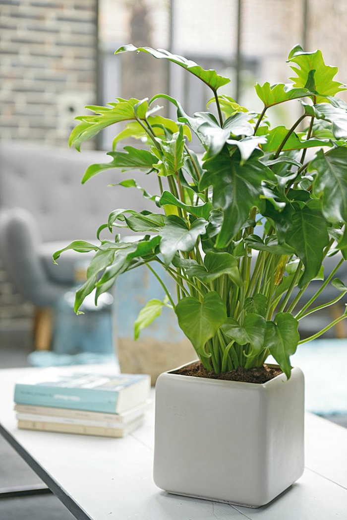 feng shui innendørs planter hjemme ideer positiv energi skrivebord