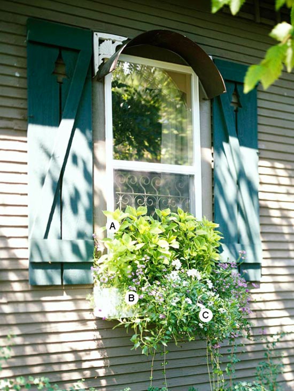 Ideas para jardinera de ventana Coleus