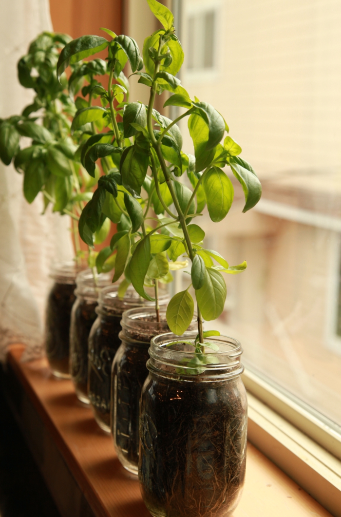 παράθυρα διακοσμητικά φυτά δοχεία μασίφ λειτουργικά