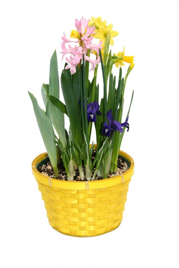 spring flowers hyacinths yellow flower pot