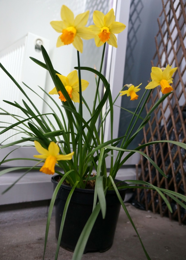 εαρινό φυτό daffodil μπαλκόνι πλαίσιο