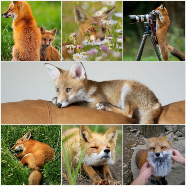 Fox som et kæledyr er mulige fancy kæledyr