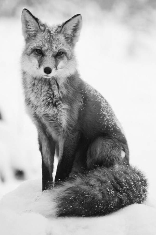 Fox como mascota de un zorro salvaje en la nieve
