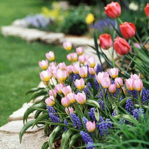zahradnické nápady zahradnické růžové tulipány