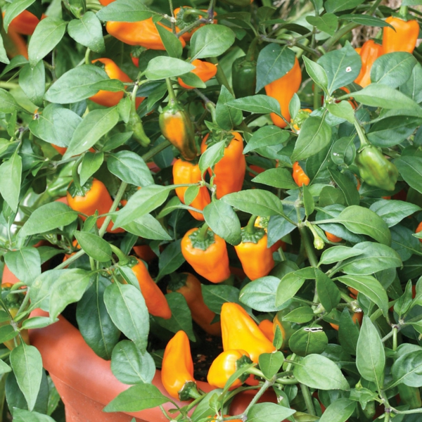 garden fashion horticulture pepper grow