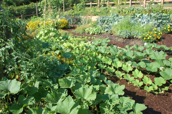 园艺设计园艺植物蔬菜
