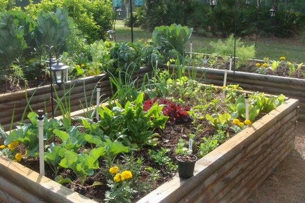 garden landscaping vegetable horticulture