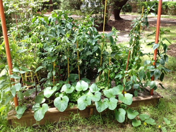 plantas de jardín horticultura paisajismo