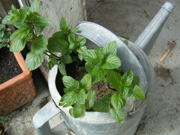 garden plants green mint healthy