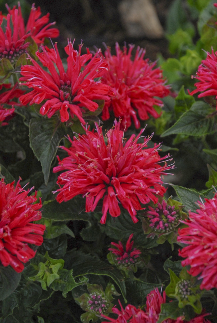 grădină de flori Goldmelisse roșu idei de grădinărit de vară