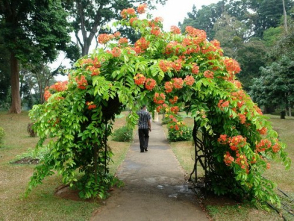 градинска дъга оранжеви цветя деко