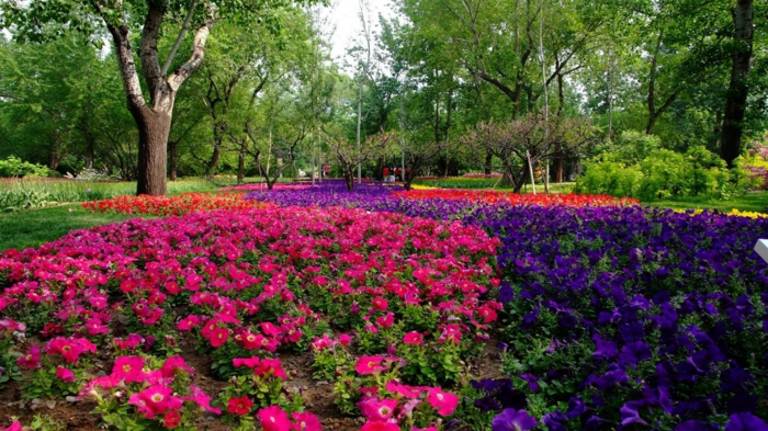 Gartengestaltung-voorbeelden-tuin ontwerp-ideeën-gang-violet