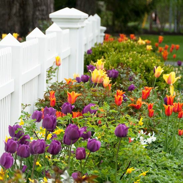 zahradnické příklady tulipány červené fialové