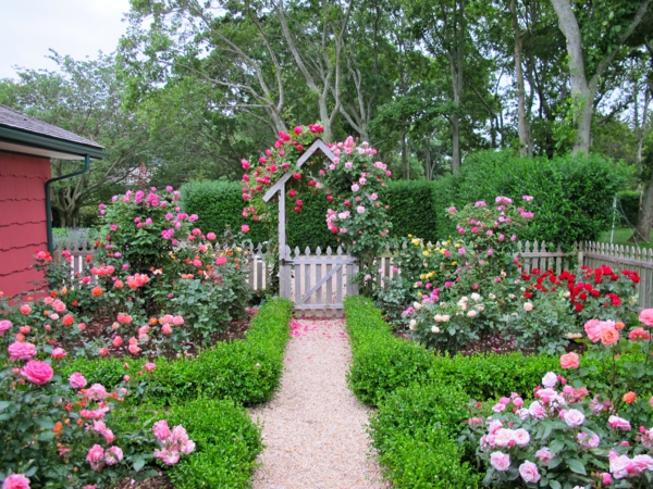 κηπουρική ιδέες κήπου κήπο φράχτη rosebeam boxwood