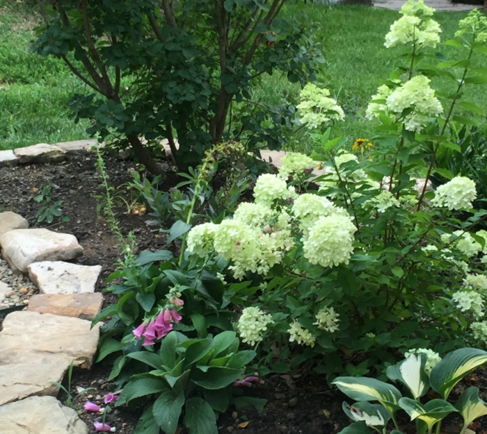 النباتات حديقة البستنة اختيار ترتيب flowerbeds الحجارة