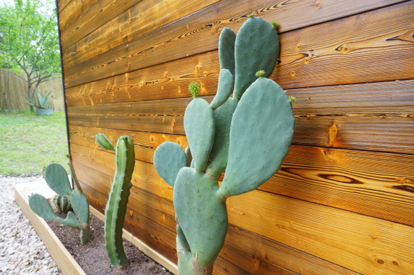 puutarhanhoito ideoita helppo hoito puutarhakasvit lämmönkestävä kaktus hoito