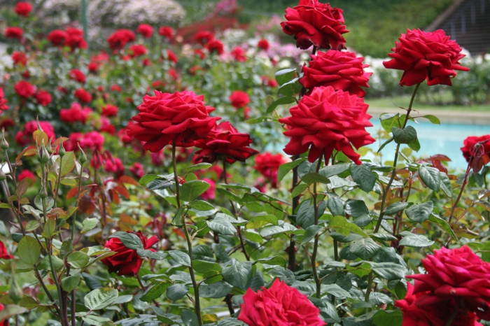 ideas de jardinería rosas estilo italiano rojo