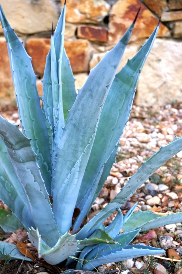 puutarhanhoito kivien kanssa helppo hoito puutarhakasvit lämmönkestävät kaktus hoito mehikasvit
