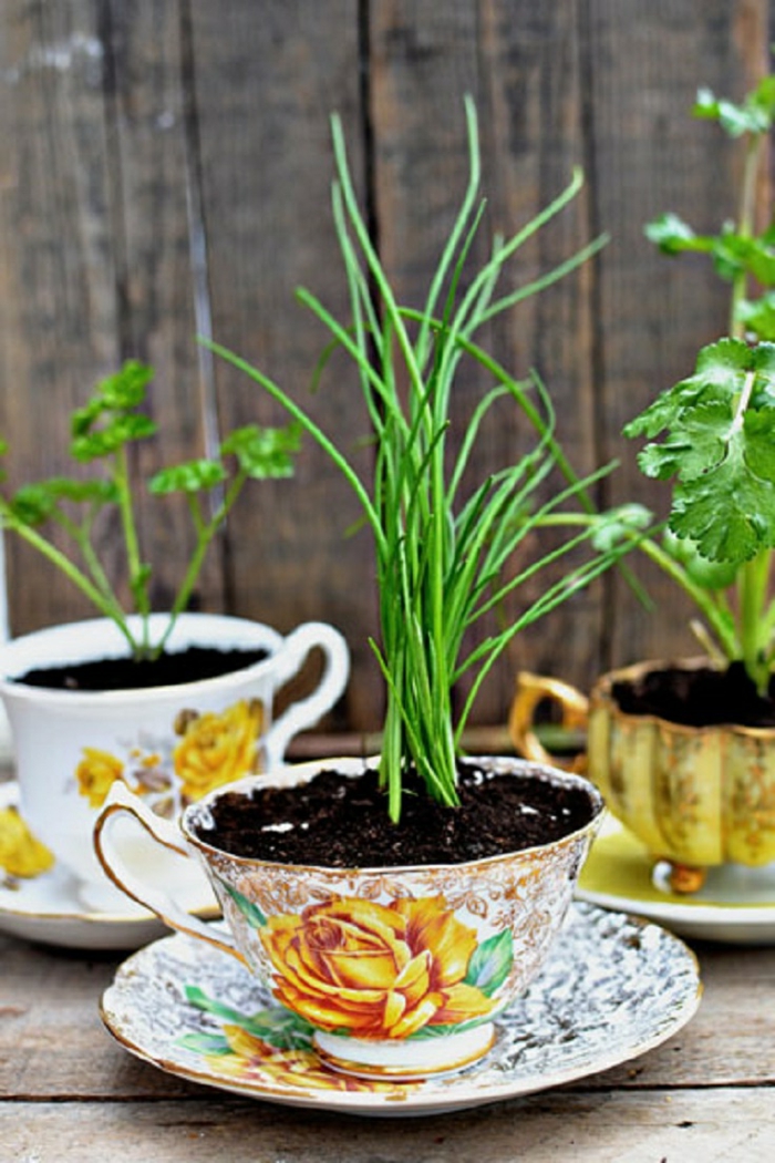 jardinage pots de fleurs teacups plantes de jardin