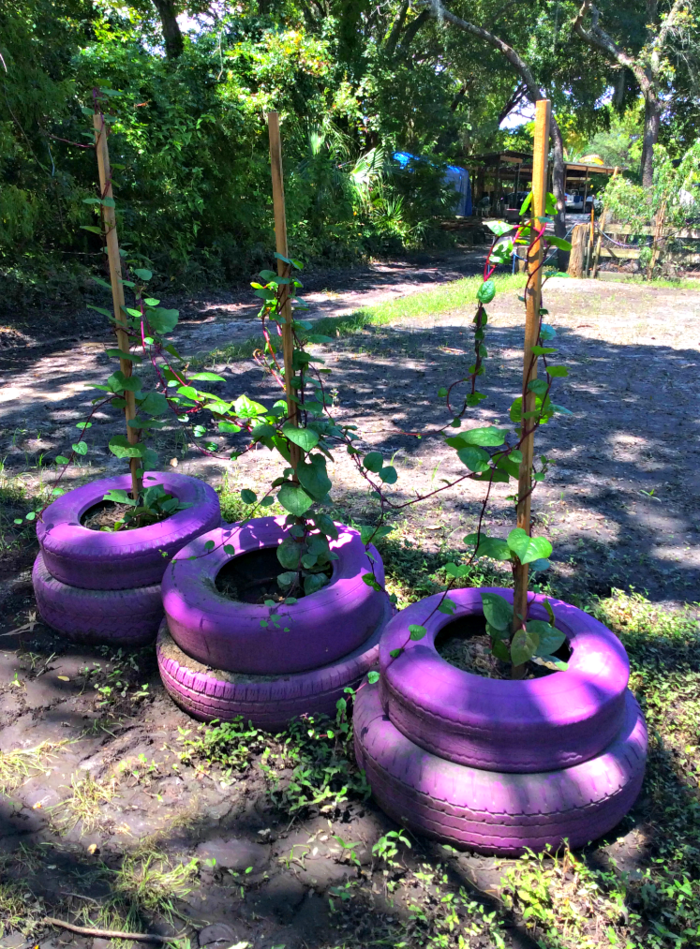 Sodo sodo augalai senų automobilių padangos perpiešimo pakartotinis purpurinis