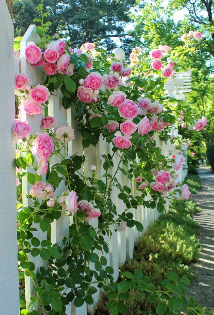ιδέες κήπου κήπο περίφραξη διακοσμούν τα τριαντάφυλλα εξωτερικό