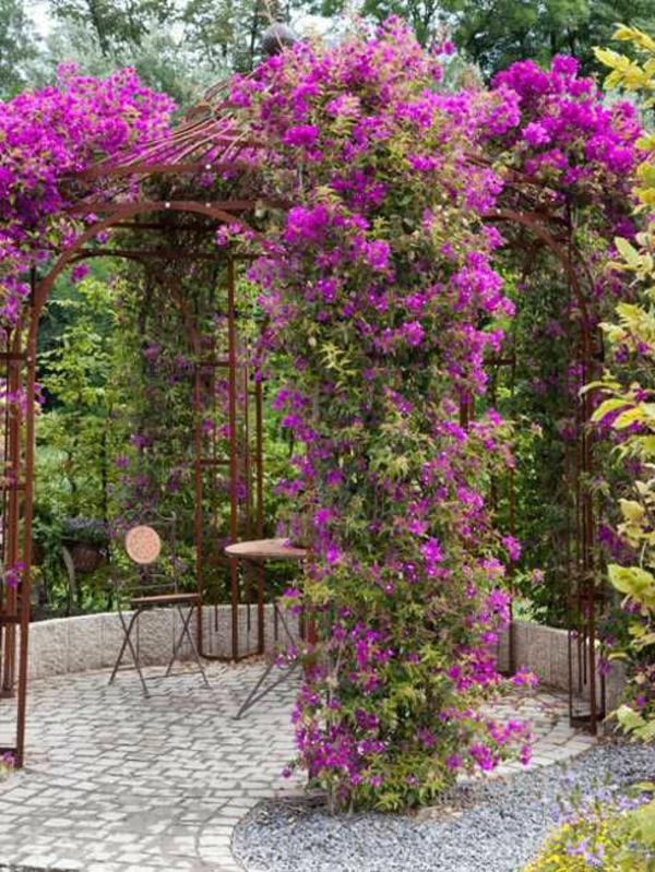 κήπος κληματαριά-δική-build-ροζ άνθη
