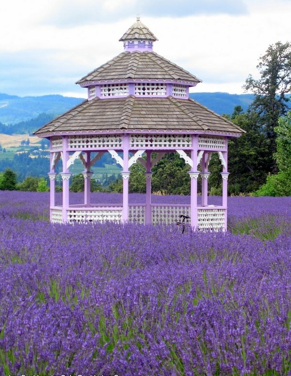 木棚架紫色花的乔木