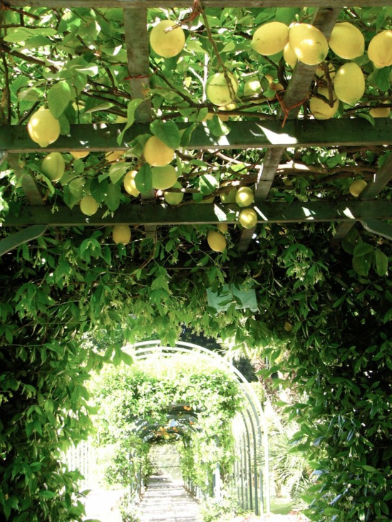 градина пергола катерене растения тунел средиземноморски градинарство лимонено дърво