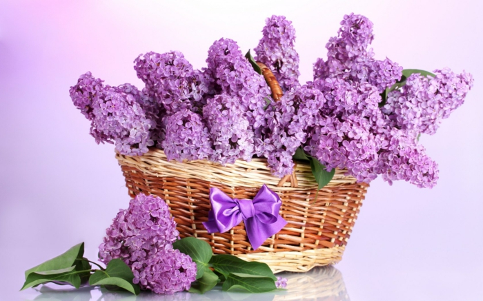 garden plant lilac purple rustic flower deco