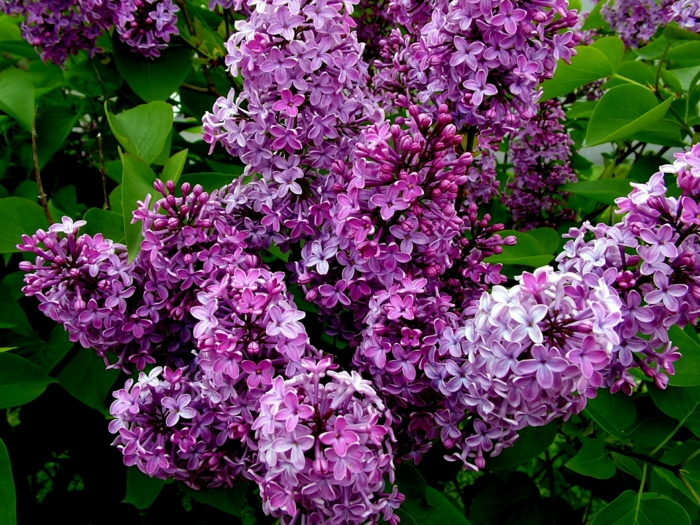 garden plant lilac lilac garden bush