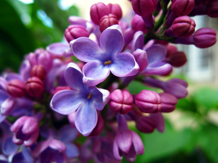 garden plant ordinary lilac lilac fresh flowers