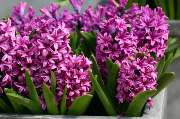 garden plant hyacinth violet fresh spring messenger