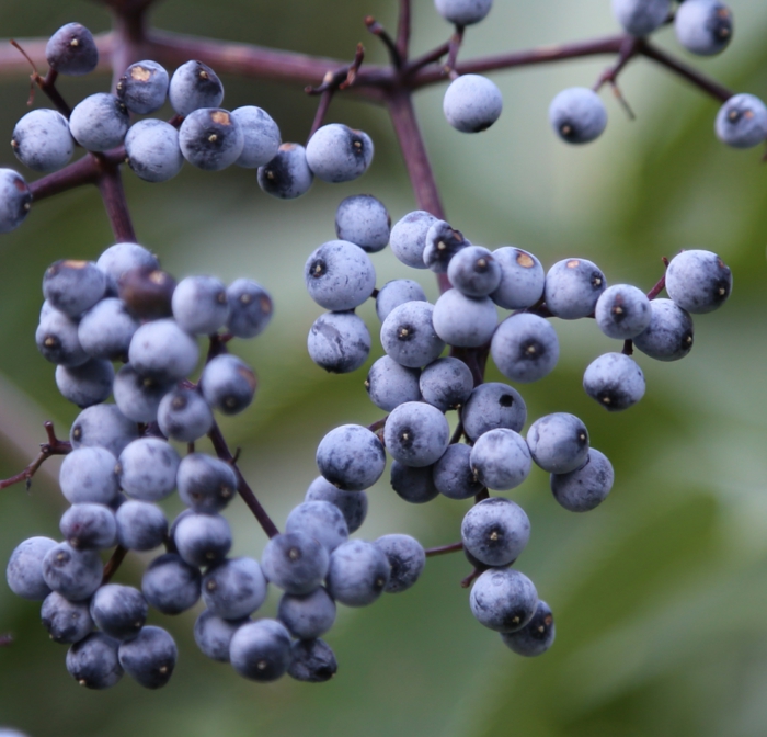 garden plant of black elderberry fruits