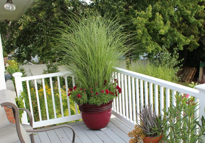 sodo augalai balkono augalai dekoduoja vazoninius augalus