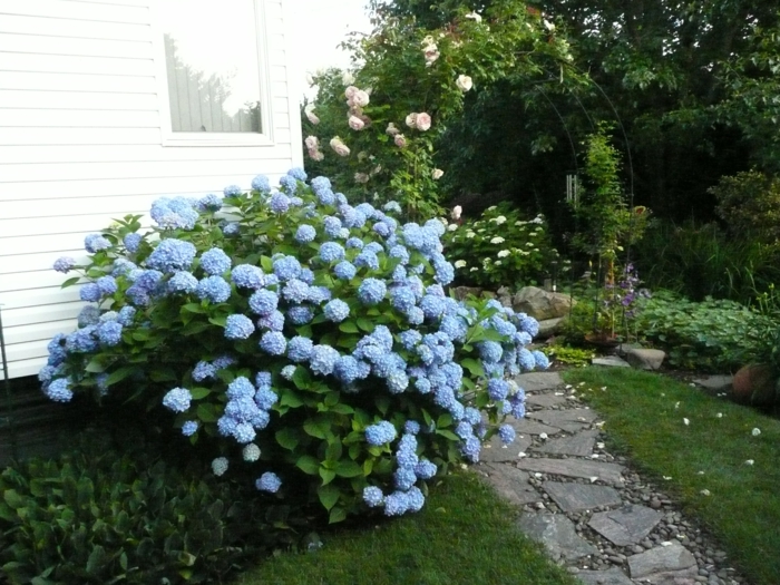 园林植物八仙花属蓝色花园小径