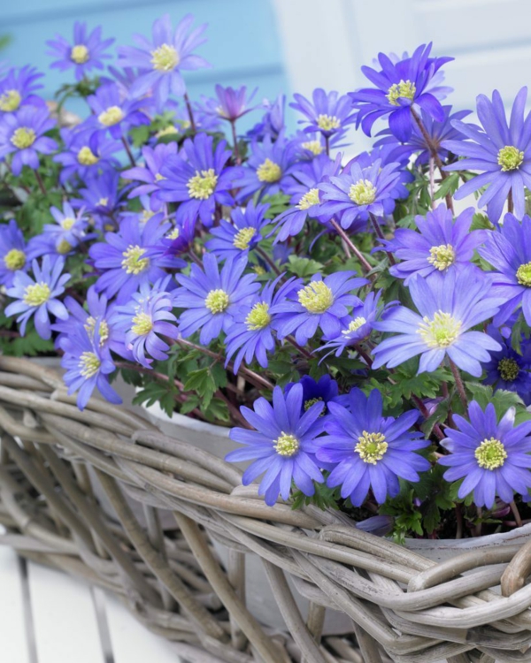купи градински растения синя кошница