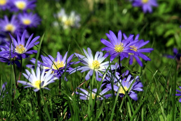 hage planter kjøpe anemone blanda blå eng gress