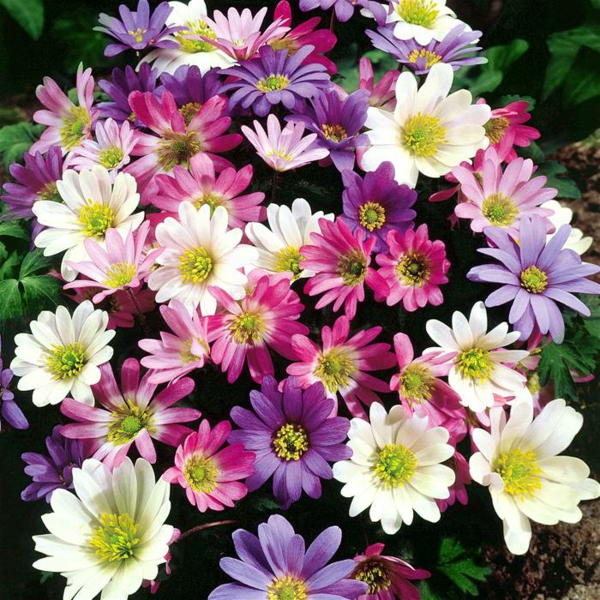 køb haven planter anemone blanda farverige