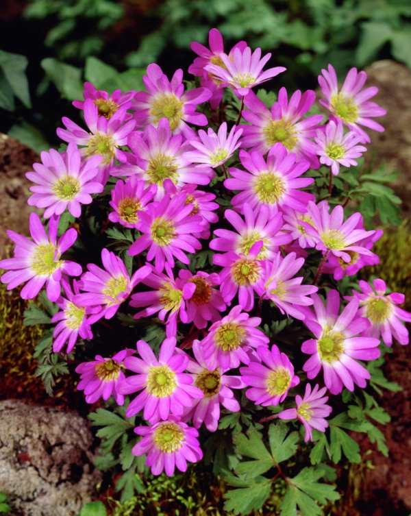 køb haven planter anemone blanda pink