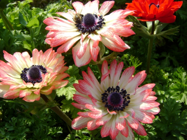 køb haven planter anemone blanda rosa