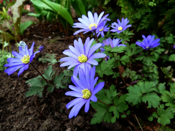 køb haven planter blå anemone blanda