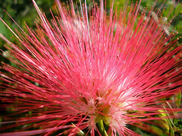 acheter des plantes de jardin mimosa pudica rouge