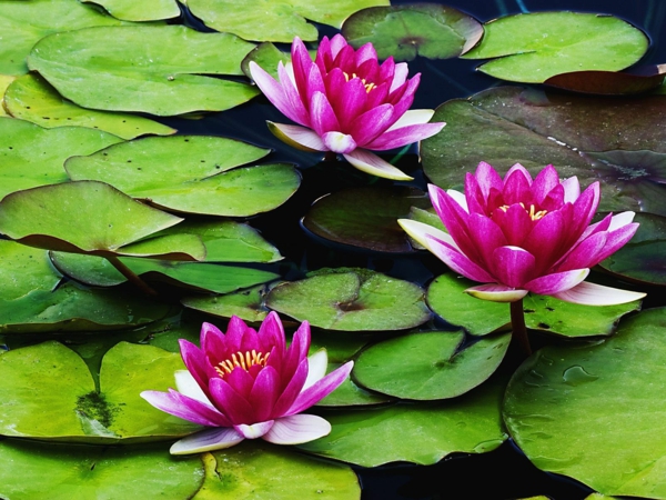 κήπος λίμνη οικοδόμηση μίνι νούφαρο lotus