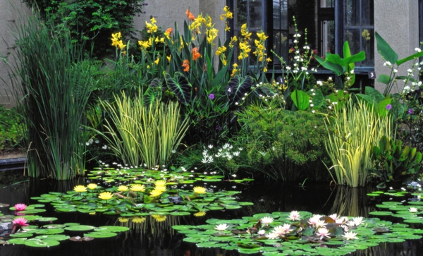 градинско езерце водни лилии малка градина