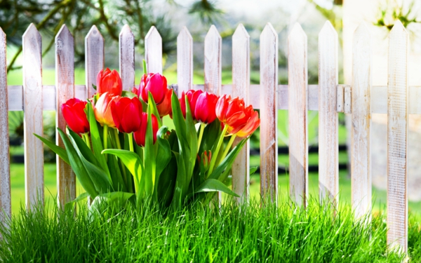 have hegn have haven beskyttelse haven landskabspleje tulipaner